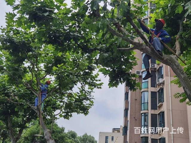 佛山绿化养护哪里有?怡轩园林绿化公司专业为你养护